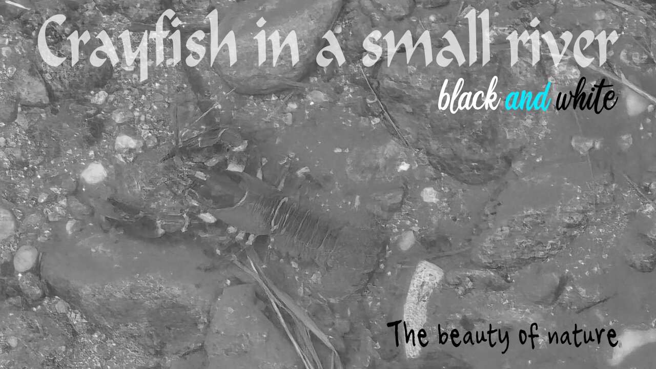 Crab in small river in black and white / beautiful arthropod in the water.
