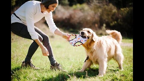commands your dog need to learn