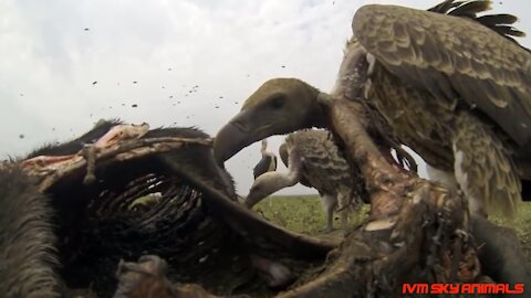 Parrot Vs Vulture Compilation