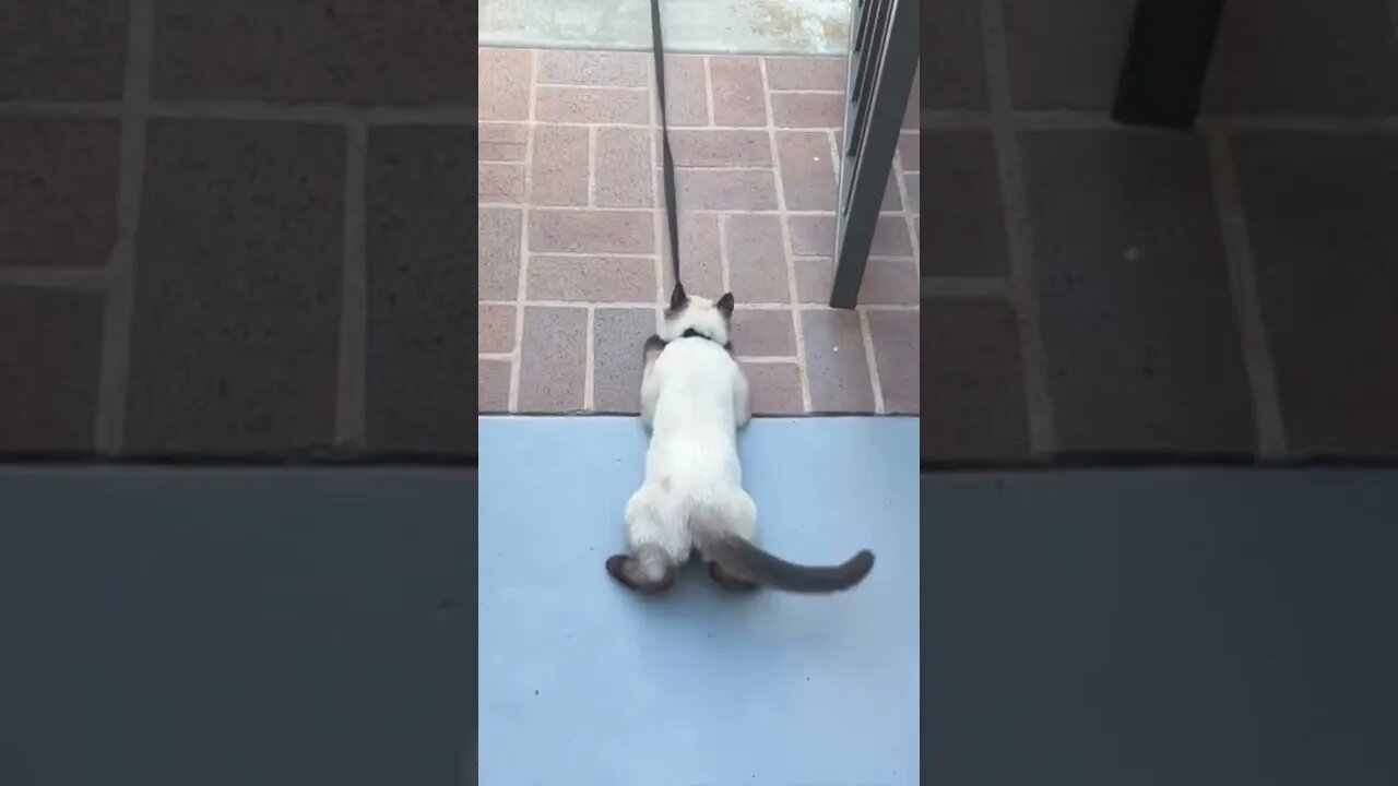 Cat Vs. Leash