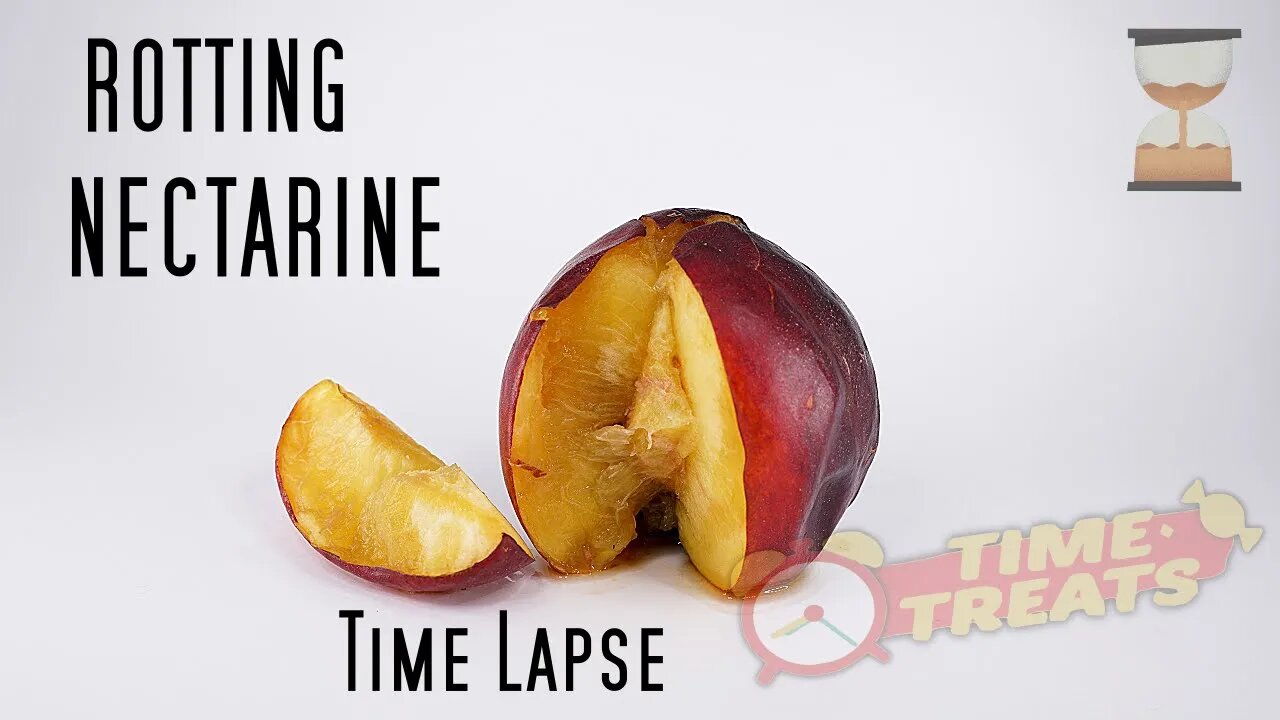 Rotting Decomposting Nectarine with Fruit Flies & Maggots - Timelapse