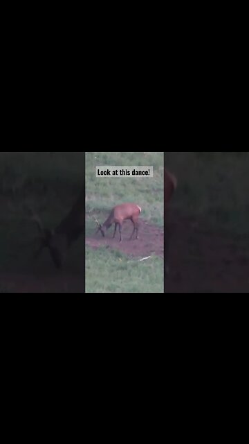 Look at this dance #dance #shortsvideo #shortsfeed #elk #elkhunting #dancing #wyoming #animals #bull