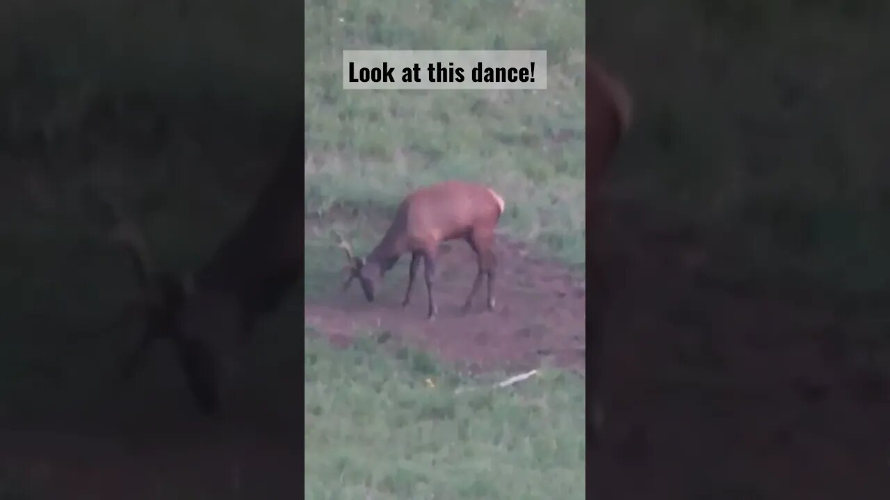 Look at this dance #dance #shortsvideo #shortsfeed #elk #elkhunting #dancing #wyoming #animals #bull