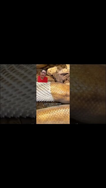 Reptiles have to shed their skin