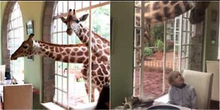 Des girafes prennent leur petit-déj avec les visiteurs de l'hôtel