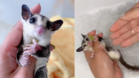 Sugar gliders are popular exotic pets