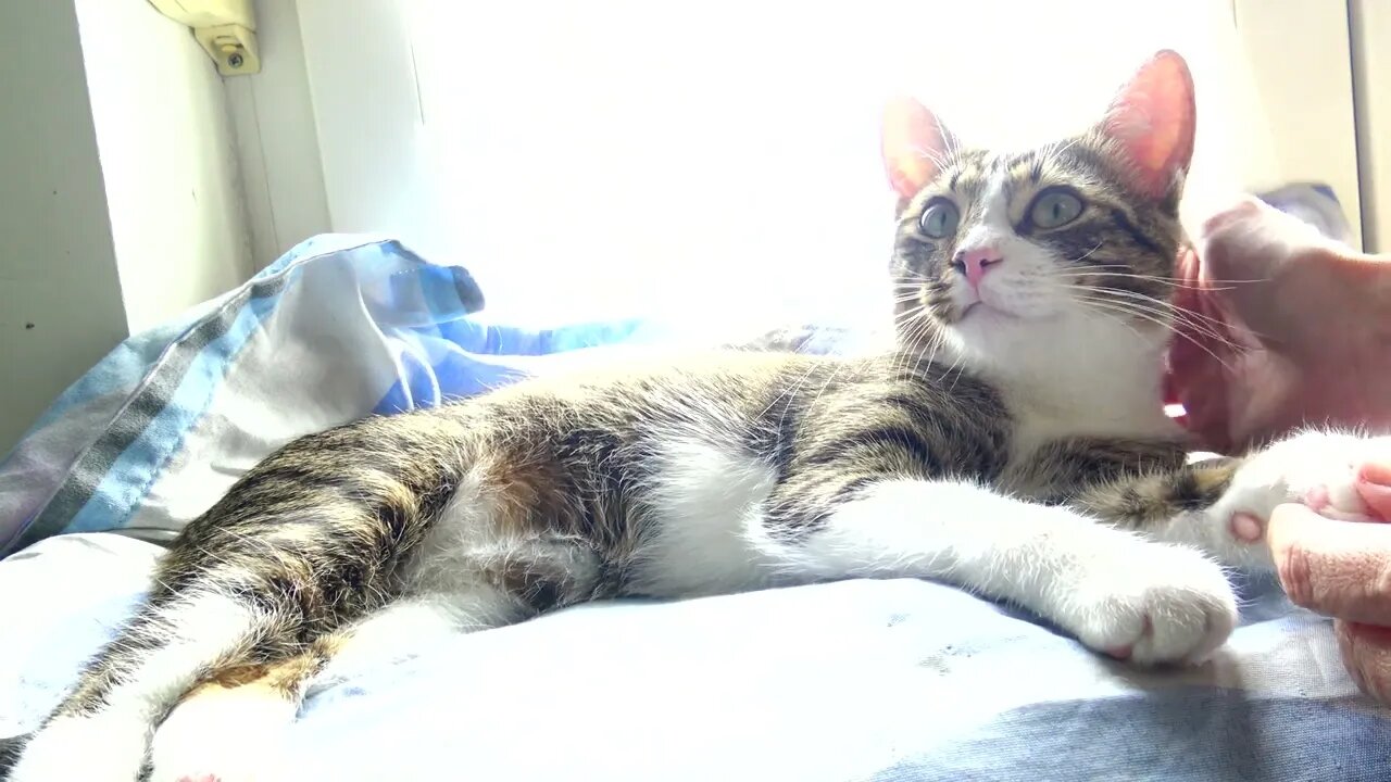 Cat Bath in the Sunshine