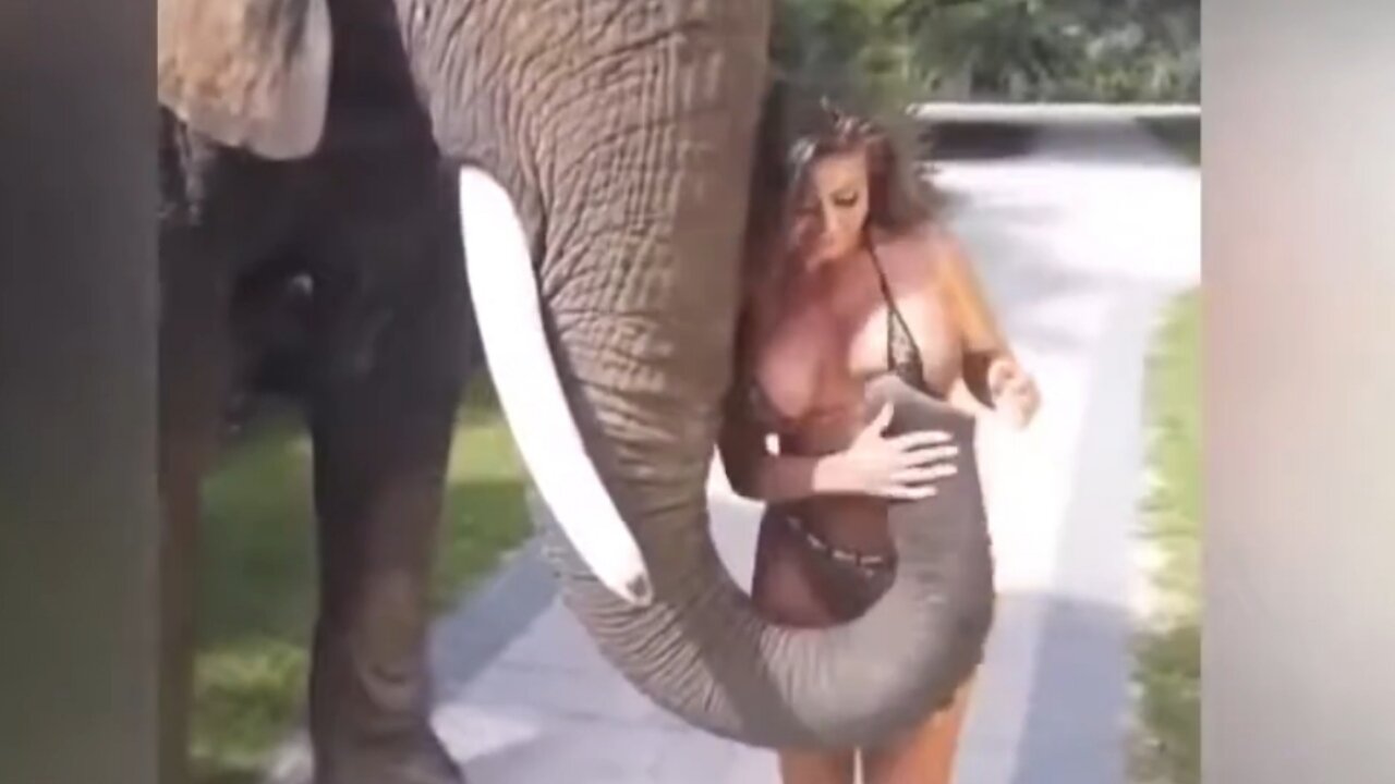 Elephant and woman|Funny