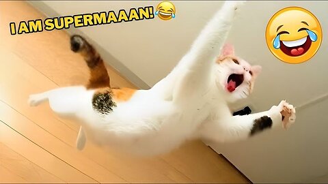 Funny animal video, funny cat video funny kittens