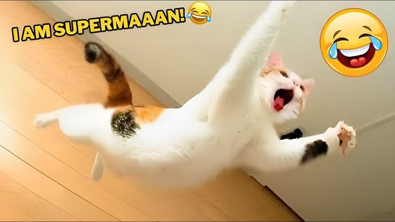 Funny animal video, funny cat video funny kittens