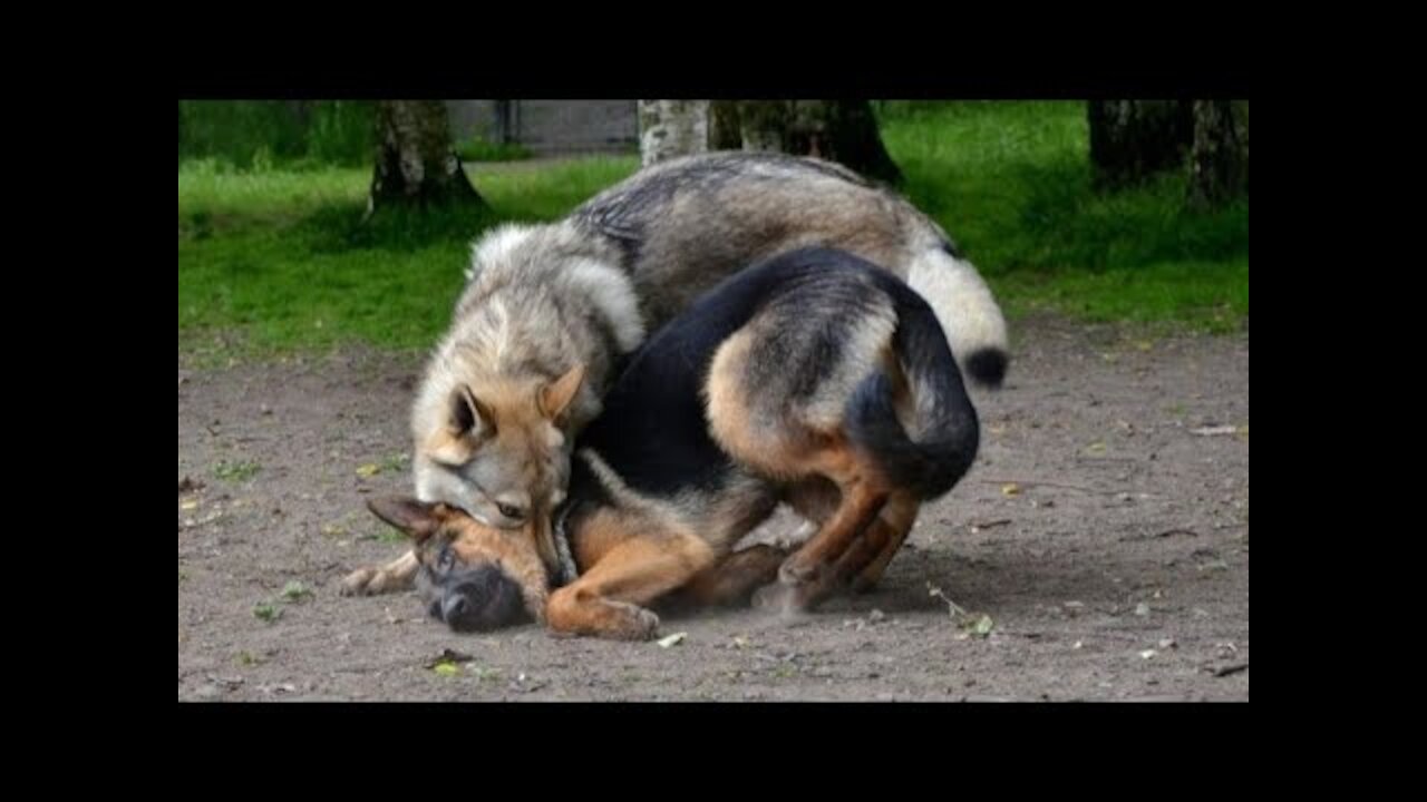 German Shepherd vs Wolf real fight compilation