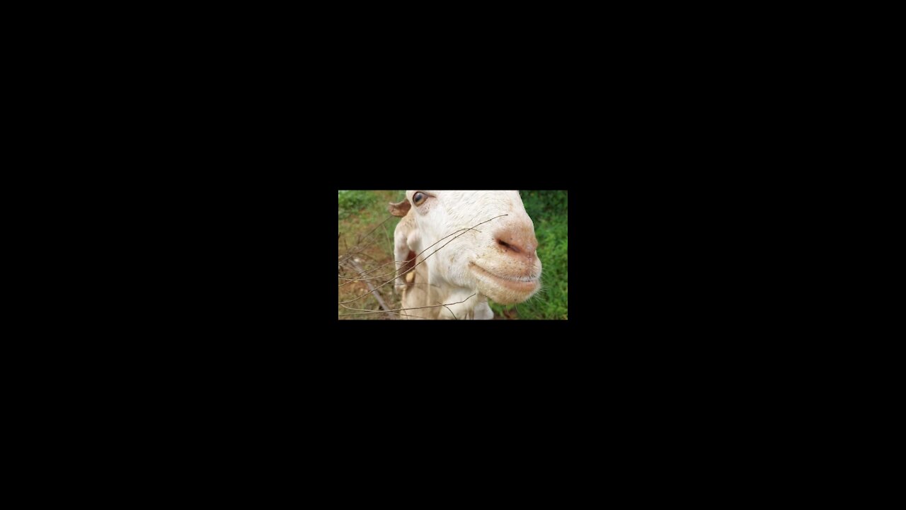 Goat always Goat😍😍😍 Don't miss it!!!!