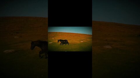 On the moors of Dartmoor #shortsvideo