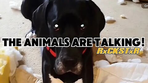 These Animals Are Really Talking! Vol 3
