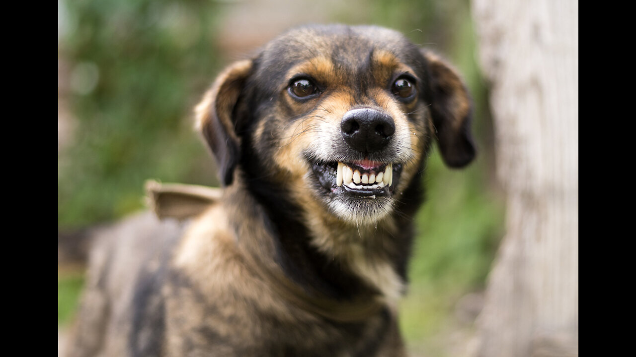 How To Make Dog Become Aggressive With Few Simple Tips