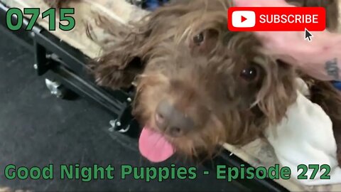 [0715] GOOD NIGHT PUPPIES - EPISODE 272 [#dogs #doggos #doggies #puppies #dogdaycare]