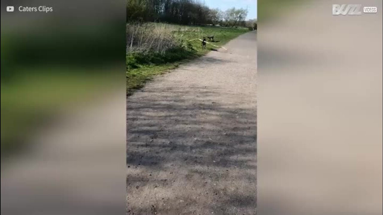 Cão corre com tronco gigante na boca