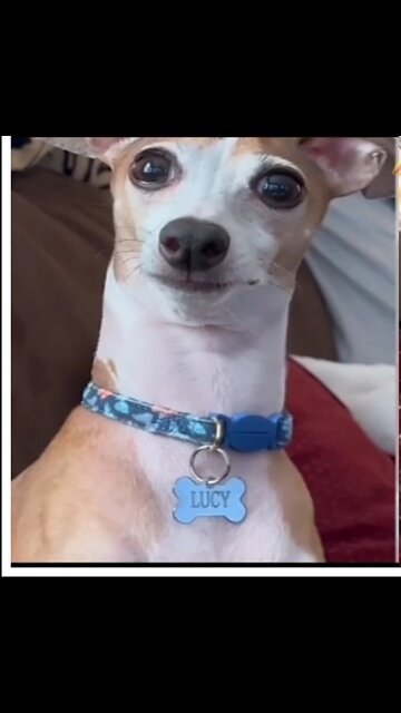 Funny animals shorts🤣😍try not to laugh