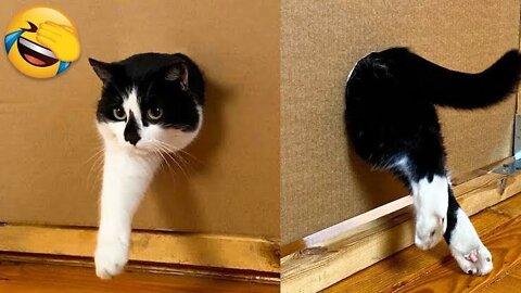 Funny Animal Videos 2022 😂 - Funniest Cats And Dogs Videos 😺😍