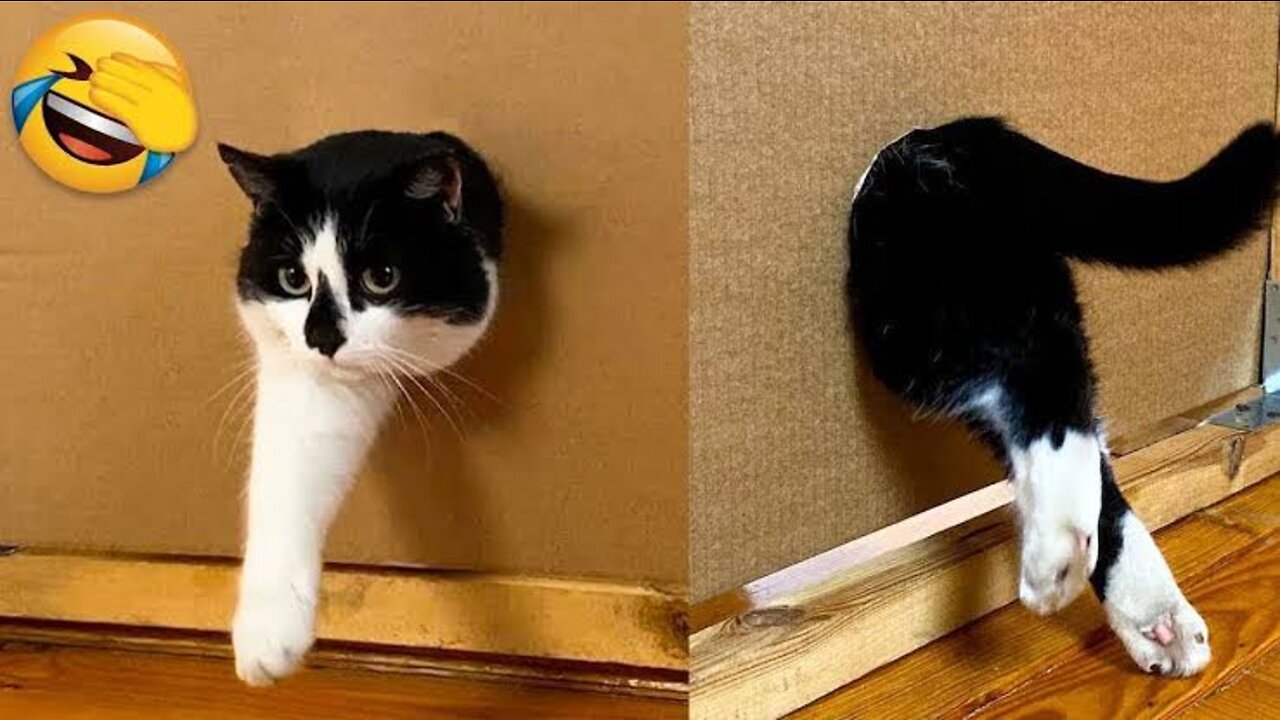 Funny Animal Videos 2022 😂 - Funniest Cats And Dogs Videos 😺😍