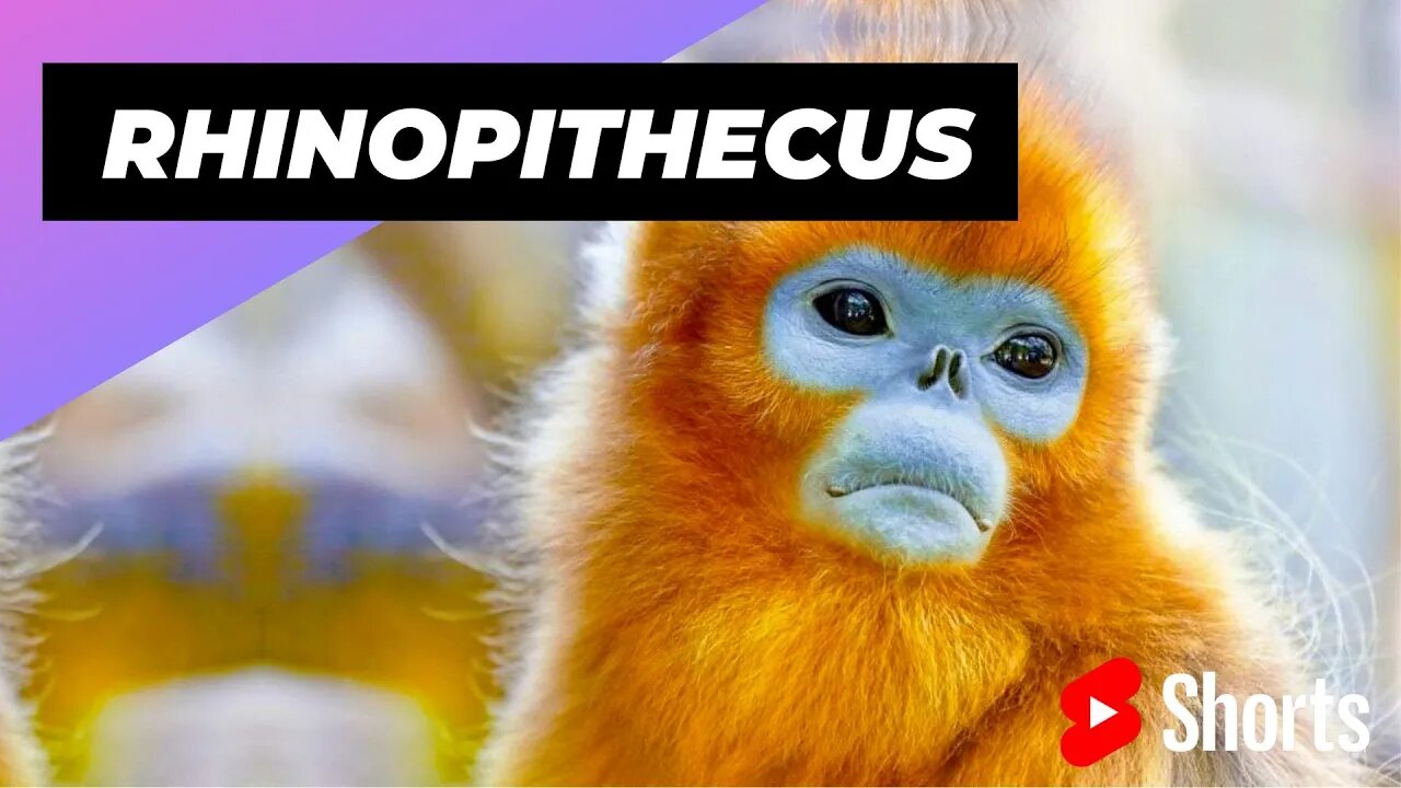 Rhinopithecus Roxellana 🐒 One Unique Animal You Won't Believe Exists #shorts