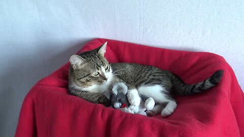 Sweet Little Cat Loves His Plush Toy