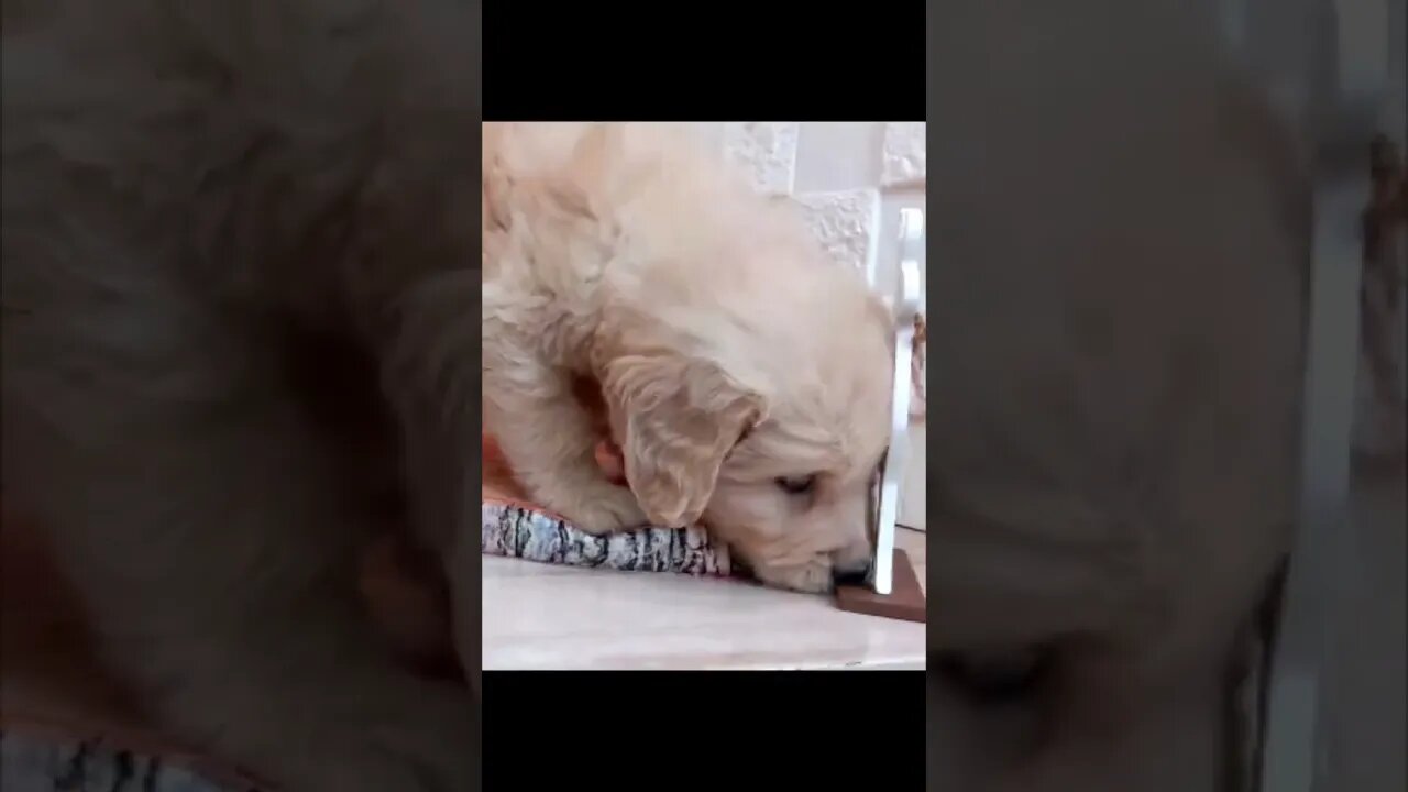 Funniest Cat and Dog Videos Compilation
