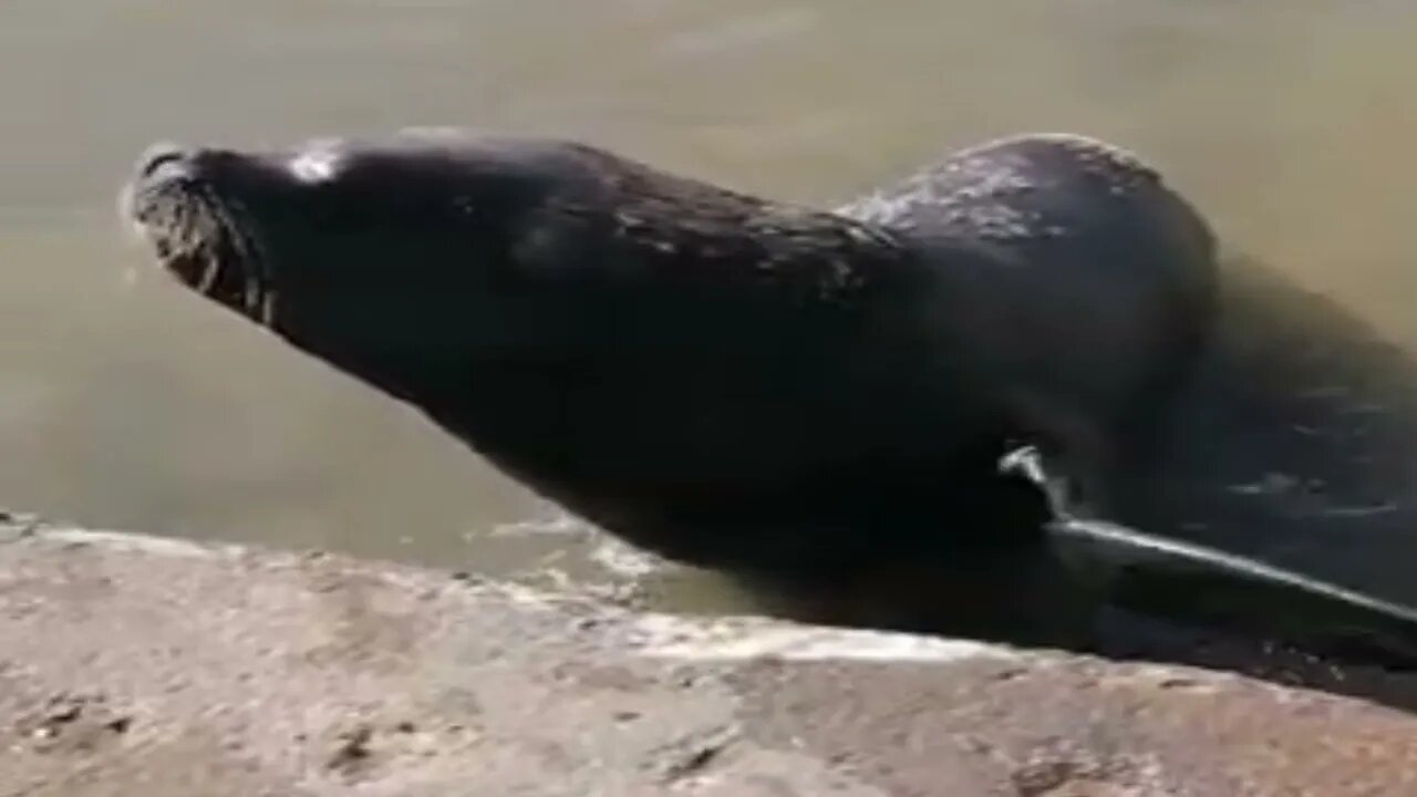 Lobo Marino (Uruguay)
