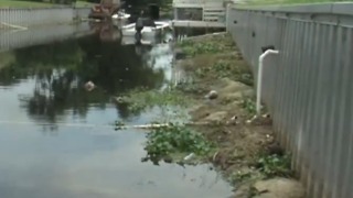 Debris gathering in Boynton Beach low canals