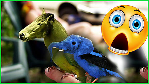 funny parrot and bird funny moments🤣🤣🤣😮😮😮