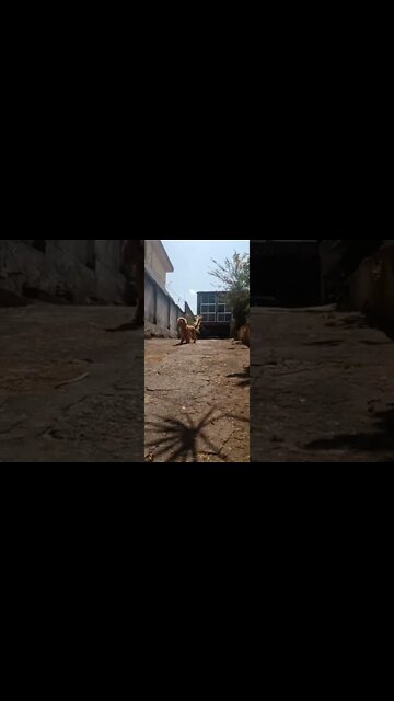 dogshow golden , shorts