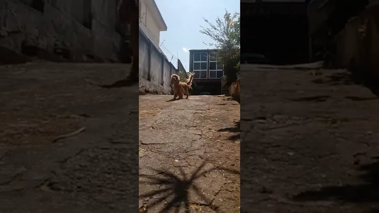 dogshow golden , shorts