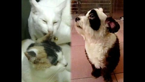 Most Popular Pet: Cats or Dogs?