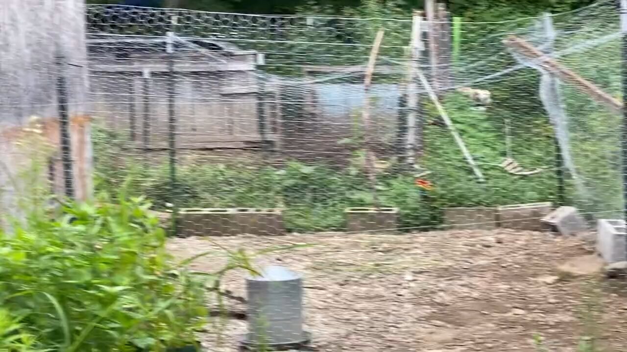 Odin playing with with Hailey the pig!