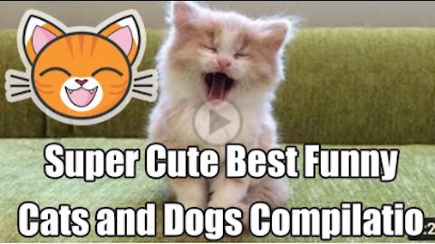 Super Cute ♡ Best Funny Cats and Dogs Compilation - Cuties Funny