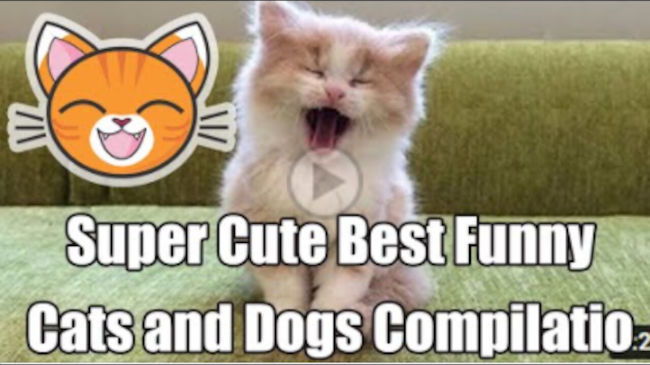 Super Cute ♡ Best Funny Cats and Dogs Compilation - Cuties Funny