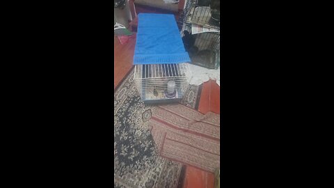 New baby part 2