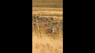 Hunting Coyotes #shorts #dogs #animals #hunter #058