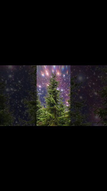 Are There More Trees or Stars? ✨ #shorts