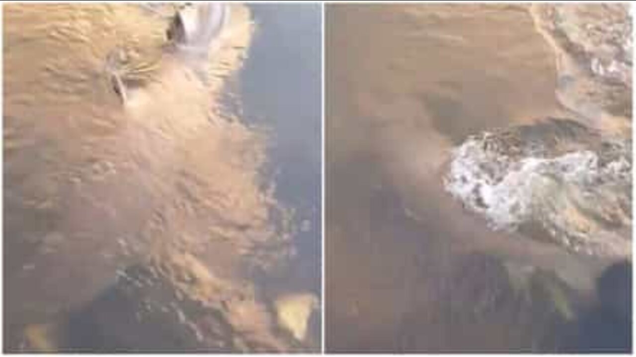 オーストラリアの川で目撃されたサメ