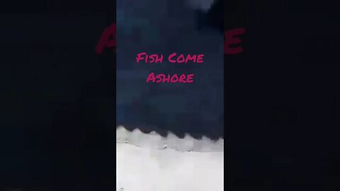 #fishes