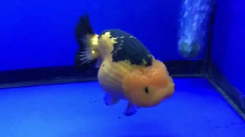 Cute Goldfish Ranchu57 9