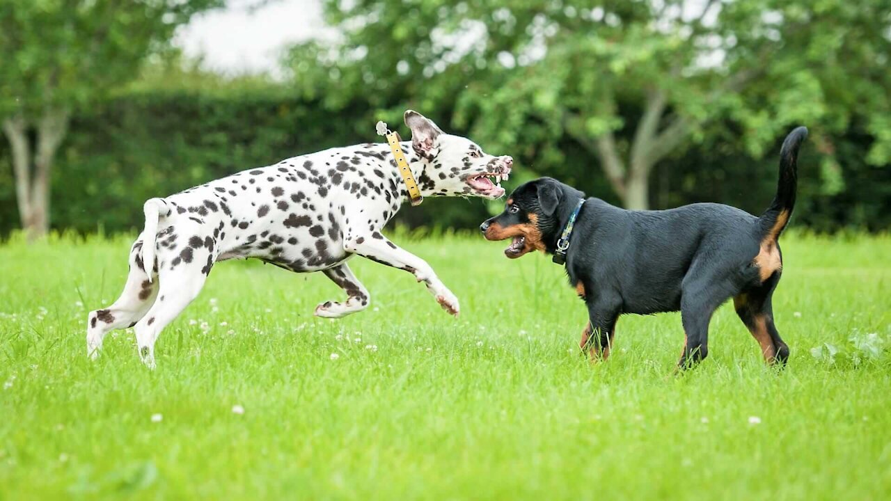 Learn How To Train Aggressive dog 100% 100%