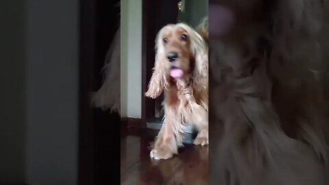 #dogshow , #animals , #dogs , #shorts