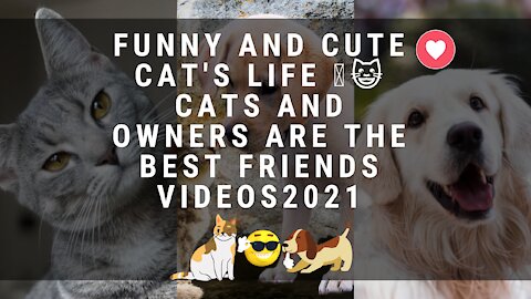 Funny and cute cats and dogs, best friends 2021