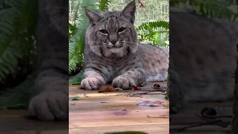 A zen moment with handsome Philmo bobcat @BigCatRescue 11 13 2022