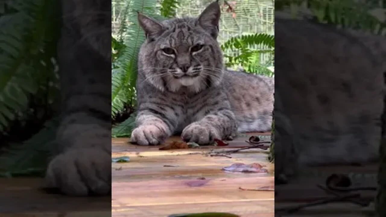 A zen moment with handsome Philmo bobcat @BigCatRescue 11 13 2022