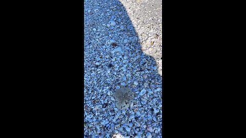 Livestream Clip- Sand Dollar on Tigertail Beach- Marco Island, FL