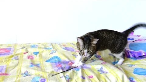 A Very Silly Playful Cat