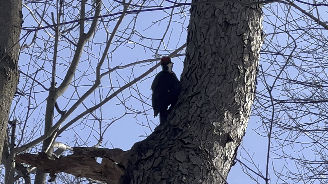 Pileated wood pecker James Gardens 2